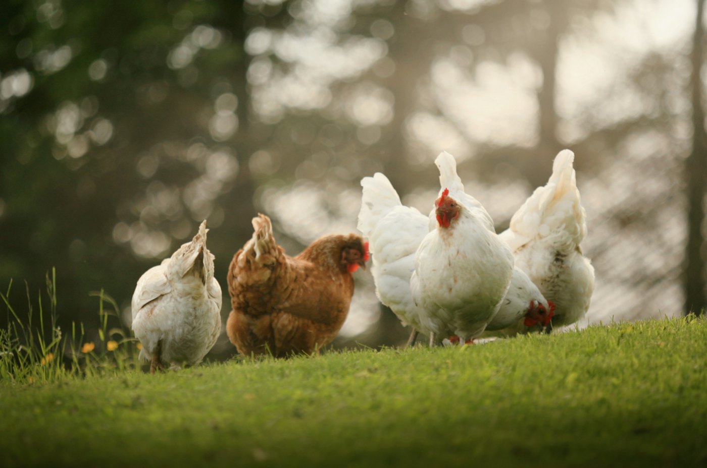 Chickens foraging on a green field