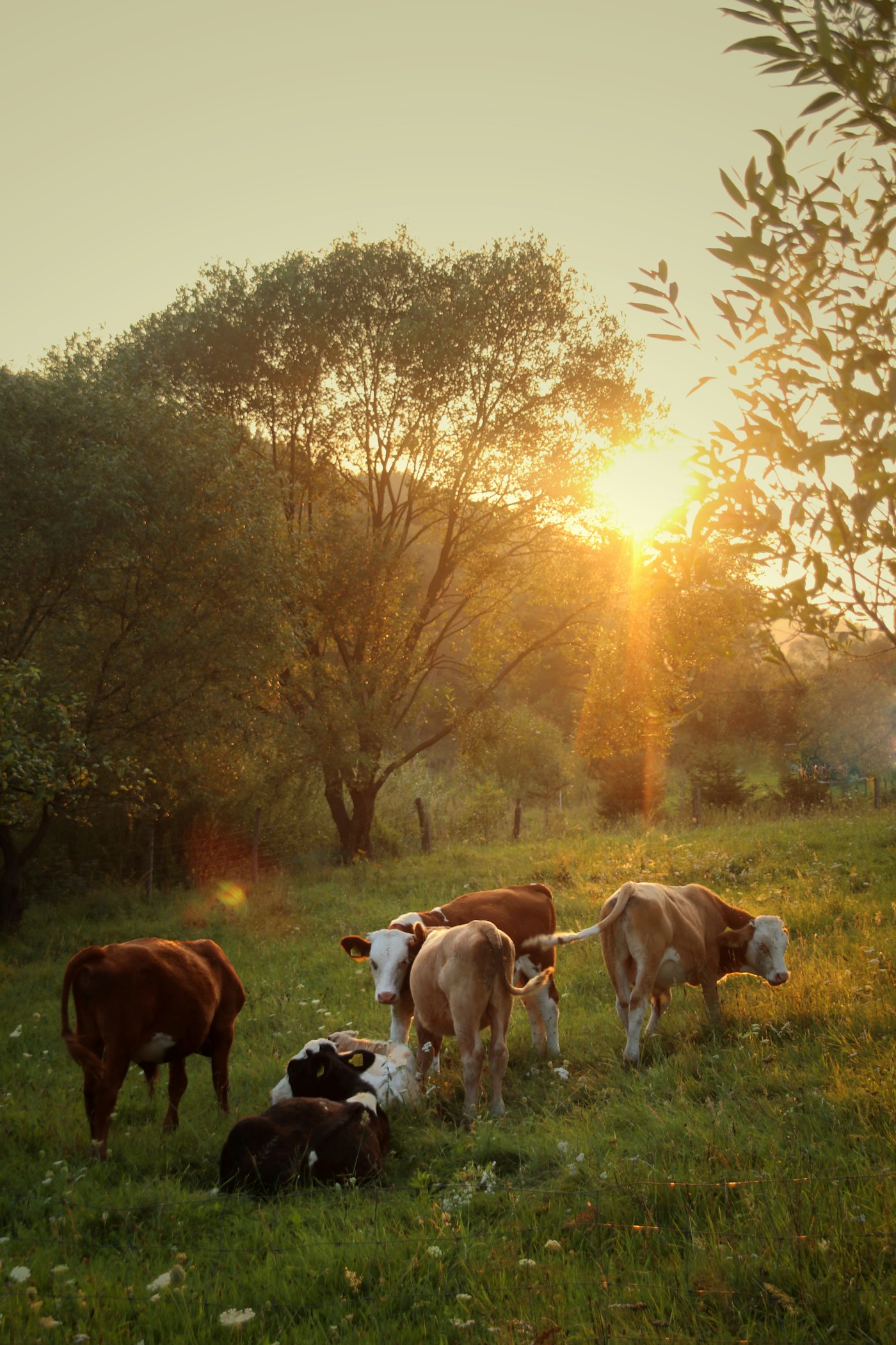 Grass-fed cattle grazing on green pasture