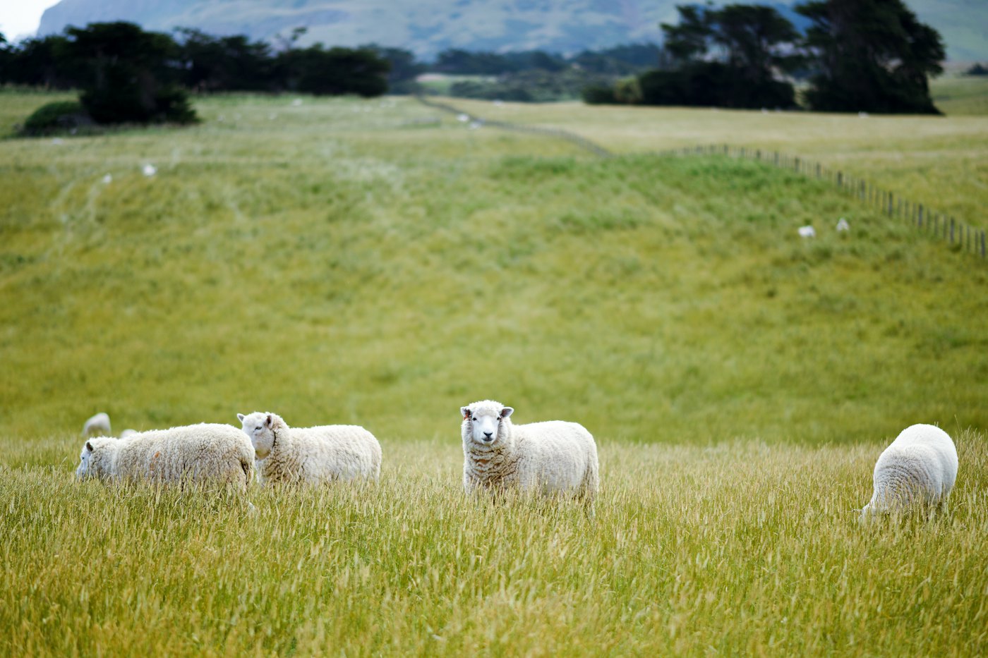 Grass-fed lambs grazing on open pasture
